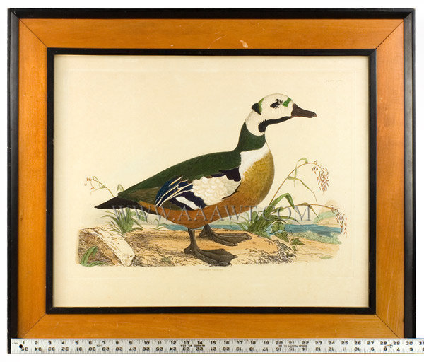 John Prideaux Selby (1788 to 1867), Steller's Pochard (Illust. of British Ornithology)
Plate LXV1
19th Century, entire view